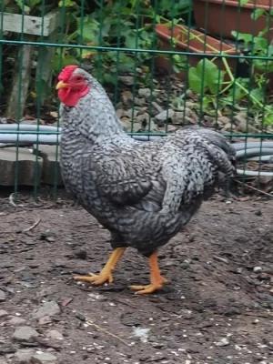 Kohoutek zdr. wyandotky