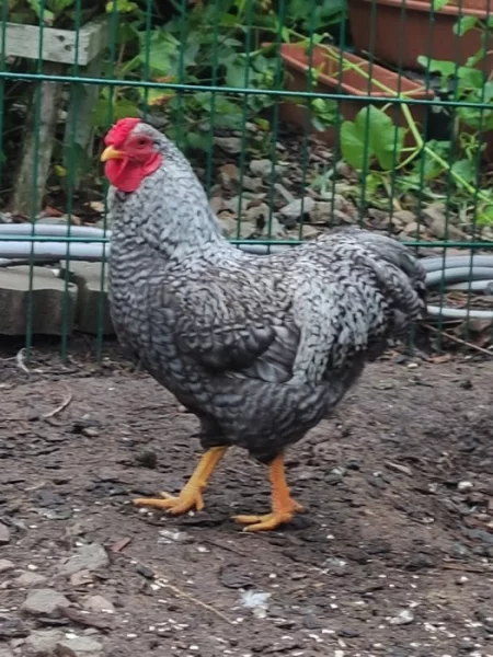 Kohoutek zdr. wyandotky