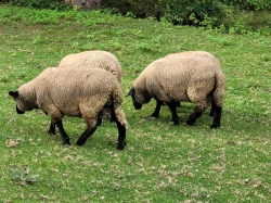 Prodám suffolk jehňata - 2 beránky a 2 ovečky