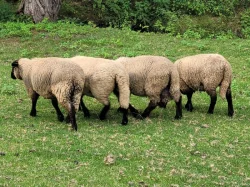 Prodám suffolk jehňata - 2 beránky a 2 ovečky