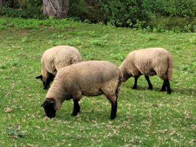 Prodám suffolk jehňata - 2 beránky a 2 ovečky