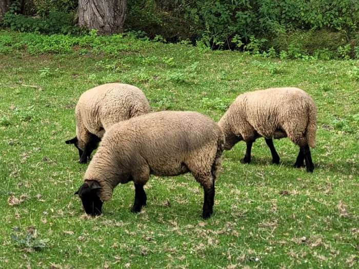 Prodám suffolk jehňata - 2 beránky a 2 ovečky