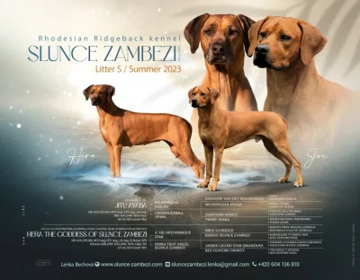rhodéský ridgeback - štěňátka s PP
