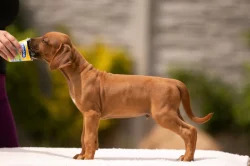 rhodéský ridgeback - štěňátka s PP