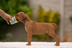 rhodéský ridgeback - štěňátka s PP