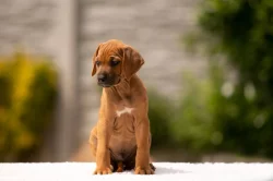 rhodéský ridgeback - štěňátka s PP