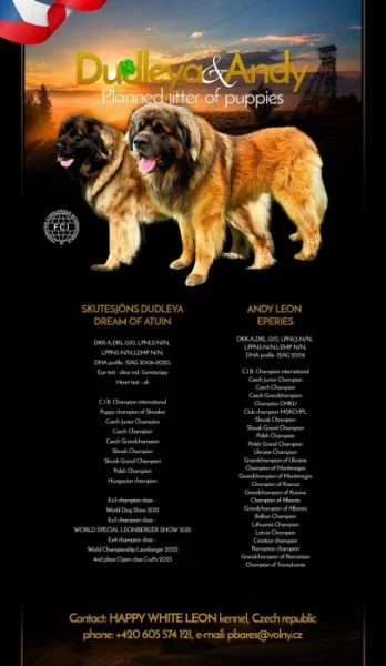 Rezervace šteňat Leonberger s Pp