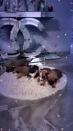 Stenata