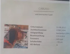 Štýrská braka - štěňata