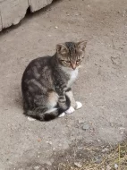 Darujeme koťata