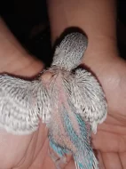 Daruji mládě andulky