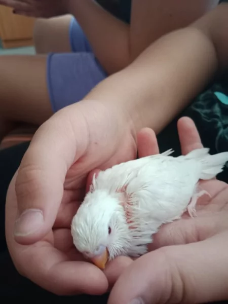 Daruji mládě andulky