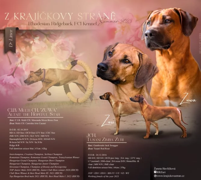 Rhodéský ridgeback - štěňátka s PP