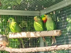 Papoušek nádherný