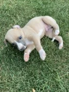 whippet s PP