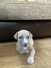 whippet s PP