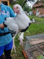 Čistokrevní kohoutci Sasexky ( Sasexka bílá )