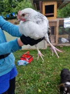 Čistokrevní kohoutci Sasexky ( Sasexka bílá )