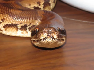 Krajta pestrá, python curtus