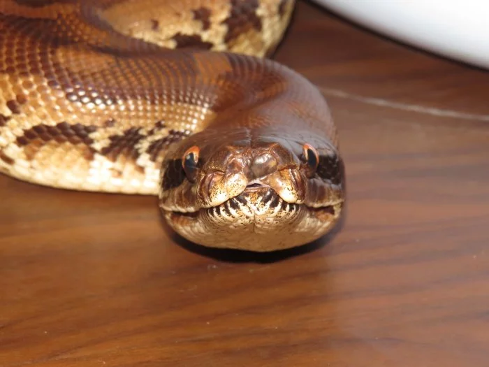 Krajta pestrá, python curtus