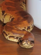 Krajta pestrá, python curtus