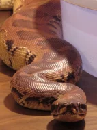 Krajta pestrá, python curtus