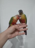Pyrura