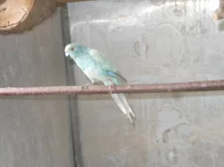 Kakarik