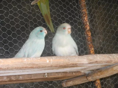 Kakarik