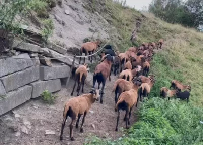 Prodám jehňata ovce kamerunské