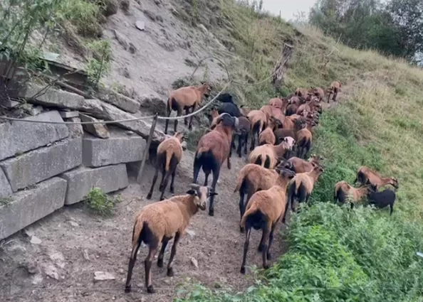 Prodám jehňata ovce kamerunské