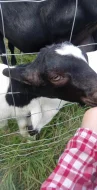 Prodám kozlíka bezrohý podílový anglubijský