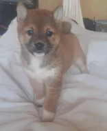 Schiba Inu