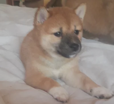 Schiba Inu