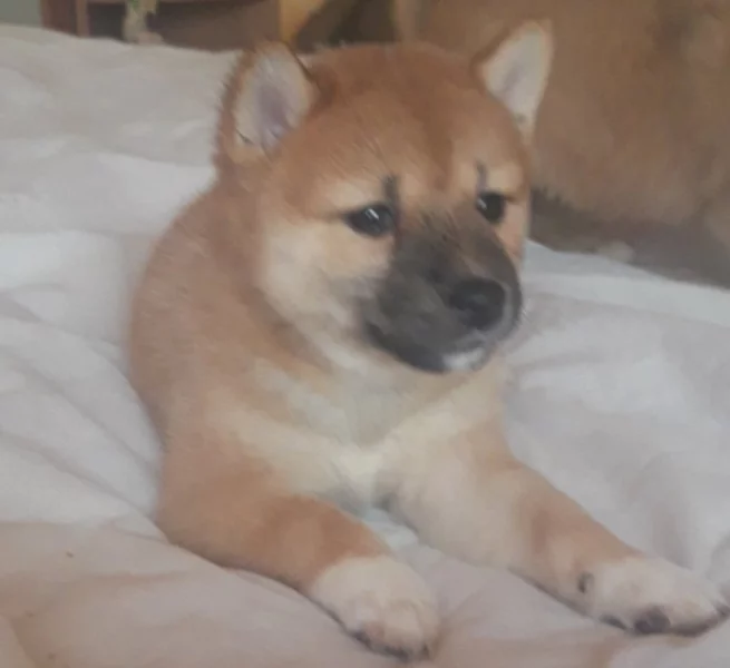 Schiba Inu