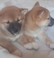 Schiba Inu