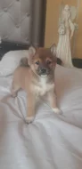Schiba Inu