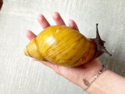 Archachatina Marginata ovum Albino Shell a Oblovka rezavá