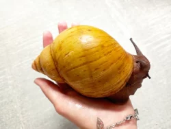 Archachatina Marginata ovum Albino Shell a Oblovka rezavá
