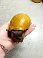 Archachatina Marginata ovum Albino Shell a Oblovka rezavá