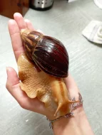 Archachatina Marginata ovum Albino Shell a Oblovka rezavá