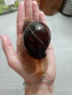 Archachatina Marginata ovum Albino Shell a Oblovka rezavá