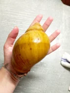 Archachatina Marginata ovum Albino Shell a Oblovka rezavá