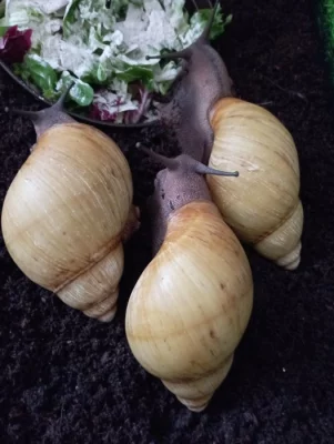 Archachatina Marginata ovum Albino Shell a Oblovka rezavá