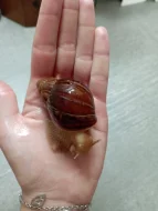 Archachatina Marginata ovum Albino Shell a Oblovka rezavá