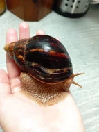 Archachatina Marginata ovum Albino Shell a Oblovka rezavá