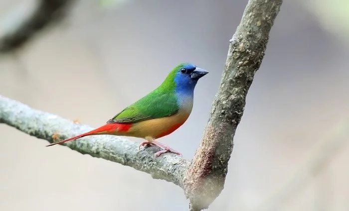 Amada modrolící červenobřichá