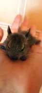 Osmák degu - DARUJI