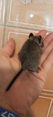Osmák degu - DARUJI