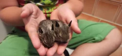 Osmák degu - DARUJI